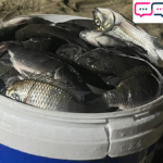 ผวาหนัก ปลาหมอคางดำ โผล่ชายหาดพัทยา หวั่นกระทบระบบนิเวศ